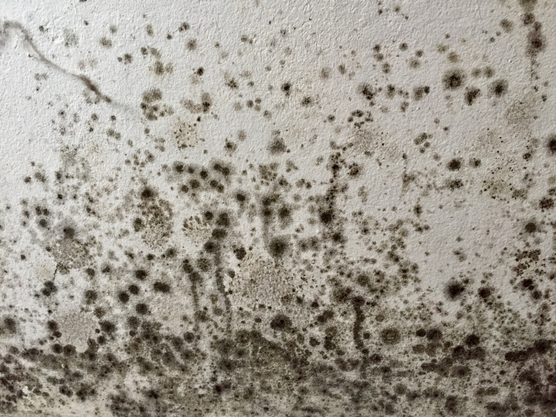 Mould On Wall